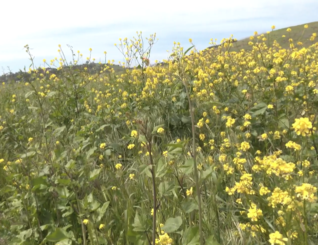 Wild mustard is roughly five feet high and still growing in Elings Park 